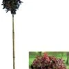 Rode Esdoorn (Acer Platanoides 'Crimson Sentry') D 32 H 210 Cm 2 Rode Esdoorn (Acer Platanoides 'Crimson Sentry') D 32 H 210 Cm -Talen Tools Winkel 8717263732433