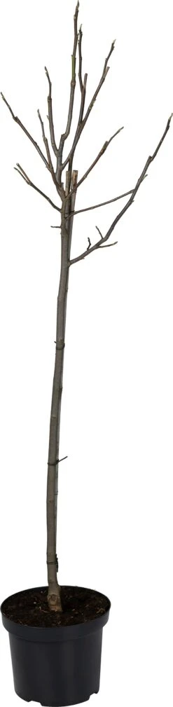 Magnolia (Magnolia 'Galaxy') D 27 H 80 Cm