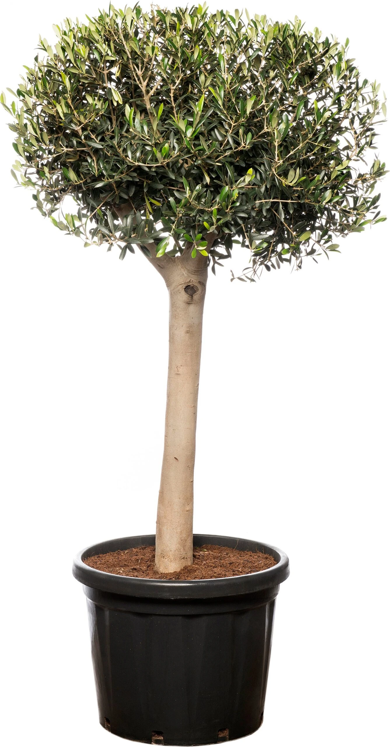 Olijfboom (Olea Europaea) D 33 H 180 Cm 3 Olijfboom (Olea Europaea) D 33 H 180 Cm