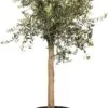 Olijfboom (Olea Europaea) D 40 H 100 Cm -Talen Tools Winkel 8717263760429