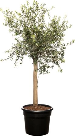 Olijfboom (Olea Europaea) D 40 H 100 Cm