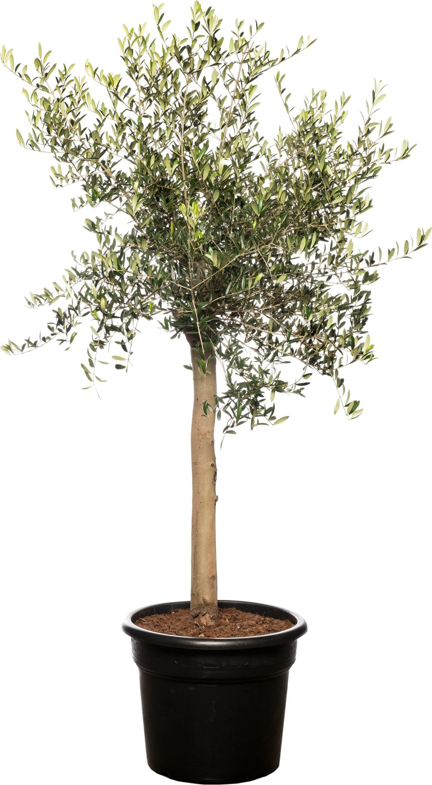 Olijfboom (Olea Europaea) D 40 H 100 Cm 3 Olijfboom (Olea Europaea) D 40 H 100 Cm