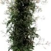 Jasmijn (Jasminum Polyanthum) D 17 H 70 Cm -Talen Tools Winkel 8717263763772