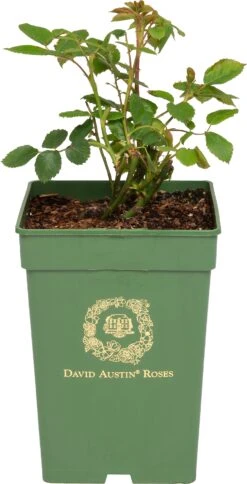 Roos (David Austin Rosa 'Boscobel®') D 24 H 40 Cm