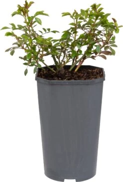 Miniatuur Roos (Rosa 'Fairy Queen')