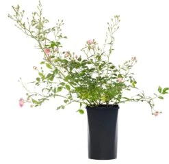 Roos (Rosa 'The Fairy') D 16 H 20 Cm