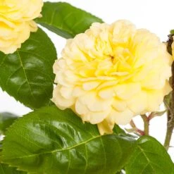 Bodembedekkende Roos (Rosa 'Dolly Dot') D 19 H 10 Cm -Talen Tools Winkel 8717665179126 2