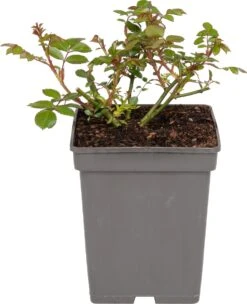 Trosroos (Rosa 'Bonica 82')