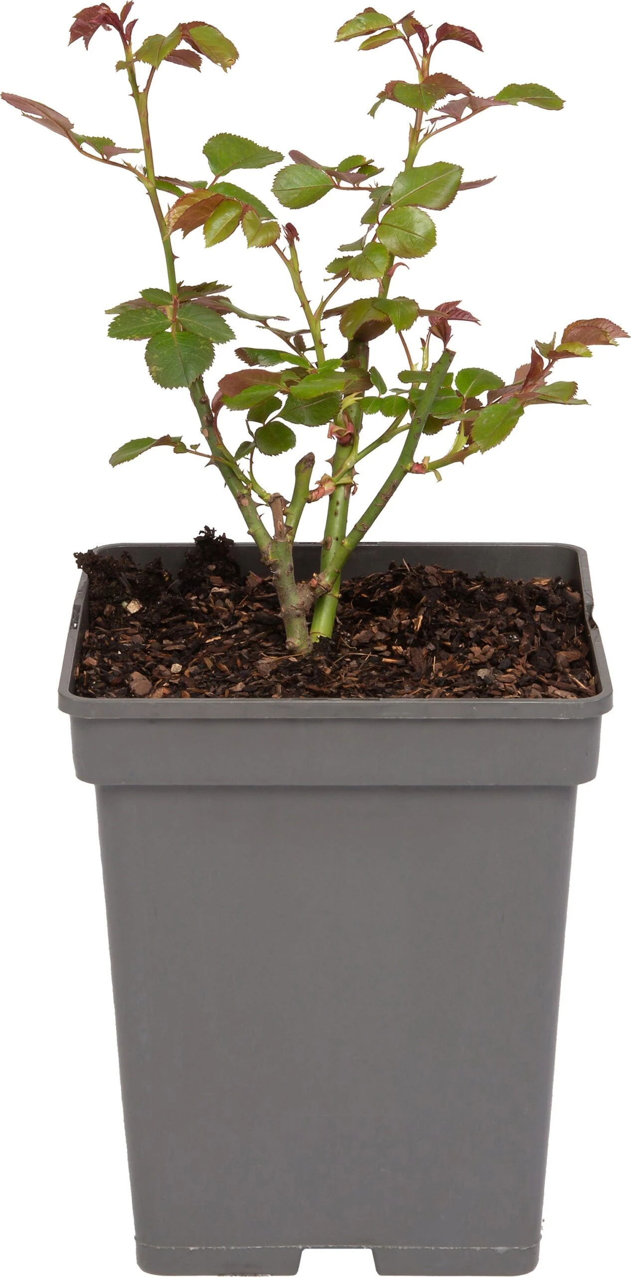 Trosroos (Rosa 'Nina Weibull') 3 Trosroos (Rosa 'Nina Weibull')