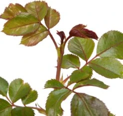 Trosroos (Rosa 'Nina Weibull') 5 Trosroos (Rosa 'Nina Weibull') -Talen Tools Winkel 8717665179980 2