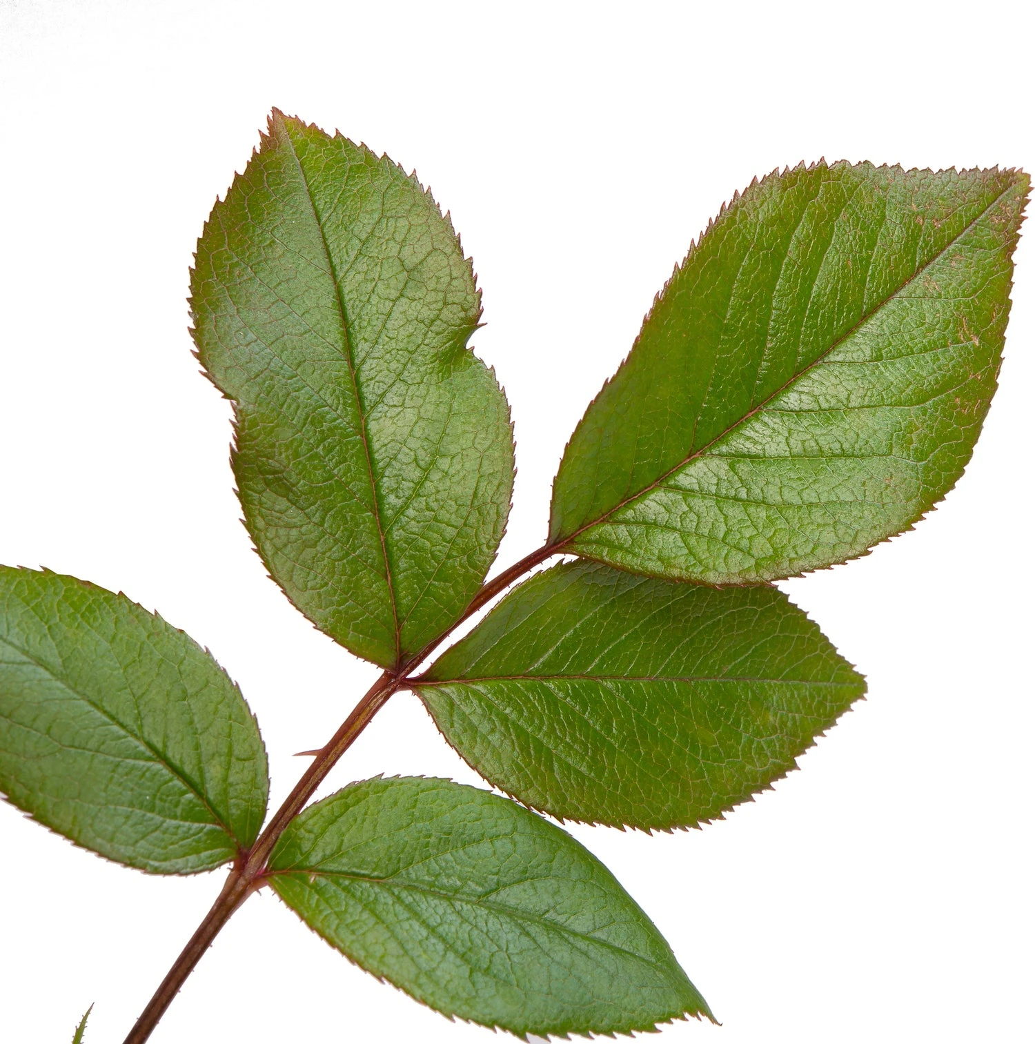 Klimroos (Rosa 'Händel') 4 Klimroos (Rosa 'Händel') - Afbeelding 2