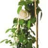 Klimroos (Rosa 'New Dawn') D 23 H 35 Cm -Talen Tools Winkel 8717665180245 1