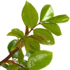 Klimroos (Rosa 'New Dawn') D 23 H 35 Cm -Talen Tools Winkel 8717665180245 2 1