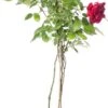 Klimroos (Rosa 'Santana') 1 Klimroos (Rosa 'Santana') -Talen Tools Winkel 8717665180276 1