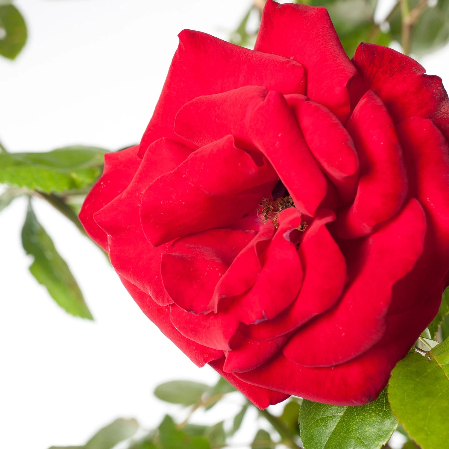 Klimroos (Rosa 'Santana') 4 Klimroos (Rosa 'Santana') - Afbeelding 2