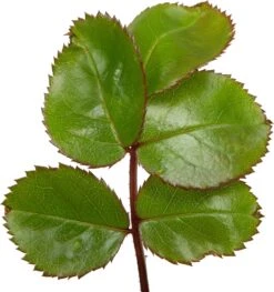 Grootbloemige Trosroos (Rosa 'Leonardo Da Vinci') D 23 Cm -Talen Tools Winkel 8717665180429 2 1