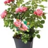 Grootbloemige Trosroos (Rosa 'Leonardo Da Vinci') D 23 Cm