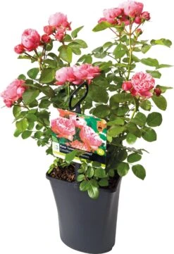 Grootbloemige Trosroos (Rosa 'Leonardo Da Vinci') D 23 Cm