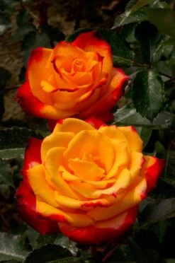 Grootbloemige Trosroos (Rosa 'Mein München') D 23 H 25 Cm