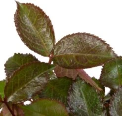 Grootbloemige Trosroos (Rosa 'Mein München') D 23 H 25 Cm -Talen Tools Winkel 8717665180436 2