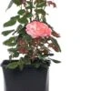 Grootbloemige Trosroos (Rosa 'Nostalgie') D 23 Cm -Talen Tools Winkel 8717665180443 0