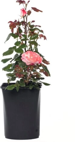 Grootbloemige Trosroos (Rosa 'Nostalgie') D 23 Cm