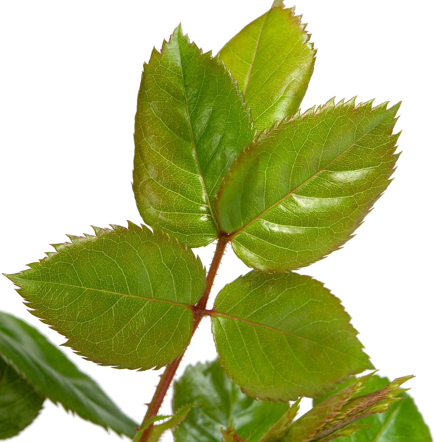 Klimroos (Rosa 'Lichtkönigin Lucia') 4 Klimroos (Rosa 'Lichtkönigin Lucia') - Afbeelding 2