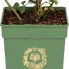 Roos (Rosa 'Gentle Hermione®') D 24 H 40 Cm -Talen Tools Winkel 8717665234146