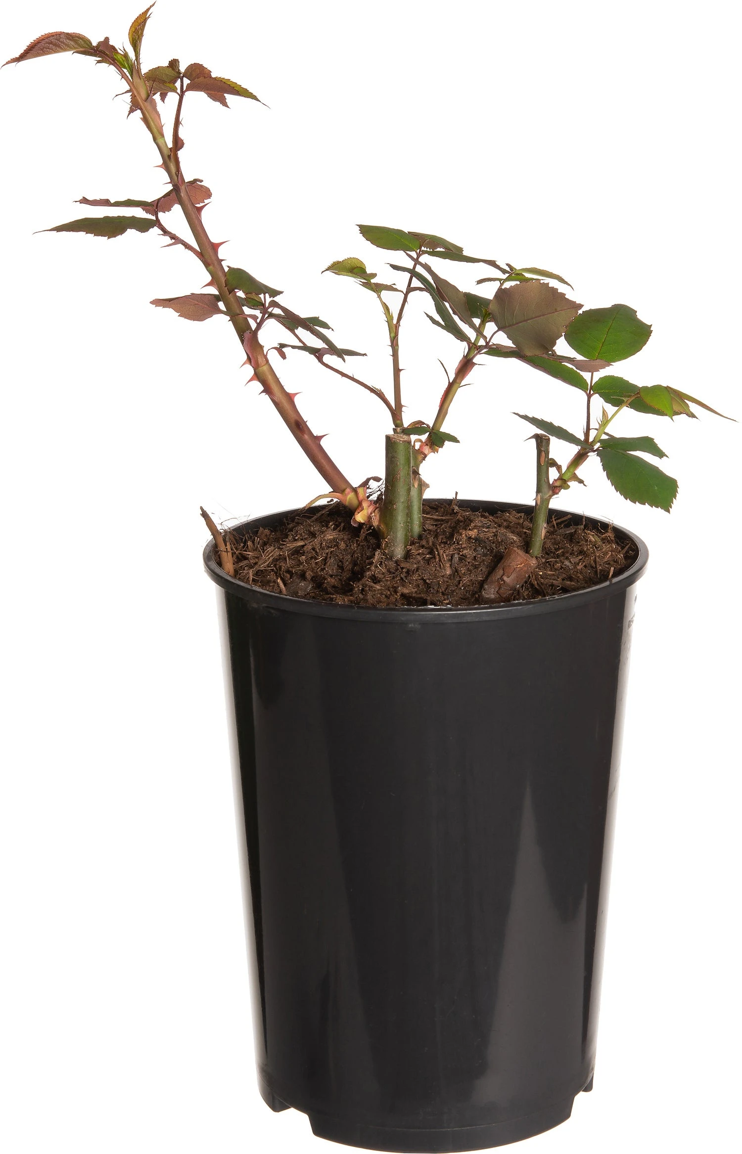 Struikroos (Rosa Rugosa 'Blanc Double De Coubert') D 19 H 10 Cm 3 Struikroos (Rosa Rugosa 'Blanc Double De Coubert') D 19 H 10 Cm