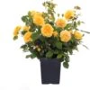 Trosroos (Rosa 'Absolutely Fabulous') D 23 H 25 Cm -Talen Tools Winkel 8717665271455 0 1