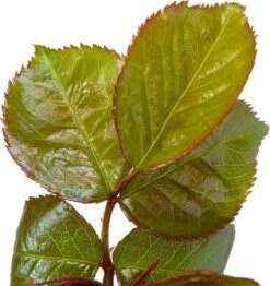 Trosroos (Rosa 'Absolutely Fabulous') D 23 H 25 Cm 5 Trosroos (Rosa 'Absolutely Fabulous') D 23 H 25 Cm -Talen Tools Winkel 8717665271455 2