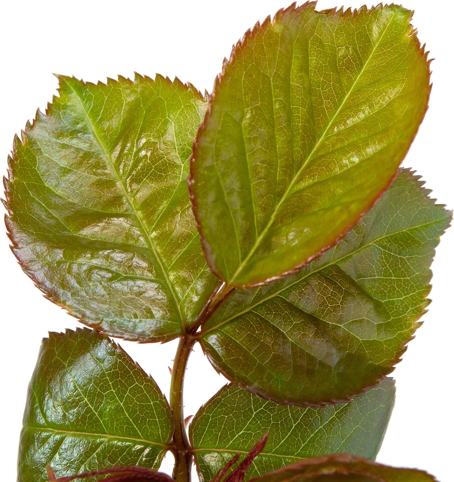 Trosroos (Rosa 'Absolutely Fabulous') D 23 H 25 Cm 4 Trosroos (Rosa 'Absolutely Fabulous') D 23 H 25 Cm - Afbeelding 2