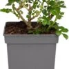 Struikroos (Rosa 'Sirius') D 23 H 25 Cm 1 Struikroos (Rosa 'Sirius') D 23 H 25 Cm -Talen Tools Winkel 8717665277389