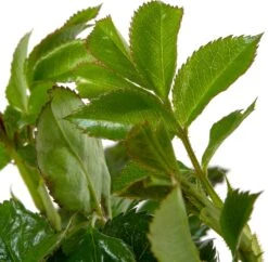 Struikroos (Rosa 'Sirius') D 23 H 25 Cm -Talen Tools Winkel 8717665277389 2 1