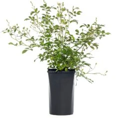 Stamroos (Rosa 'Annapurna' ) D 24 H 105 Cm