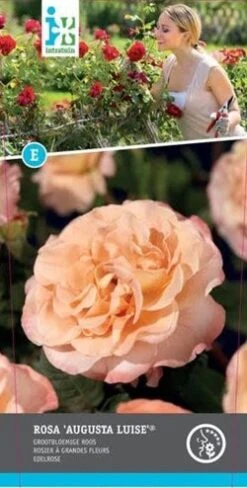 Trosroos Grootbloemig (Rosa 'Augusta Luise') D 23 H 25 Cm -Talen Tools Winkel 8717665419604 2