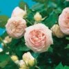 Grootbloemige Roos (Rosa 'Eden Rose') -Talen Tools Winkel 8717665419611