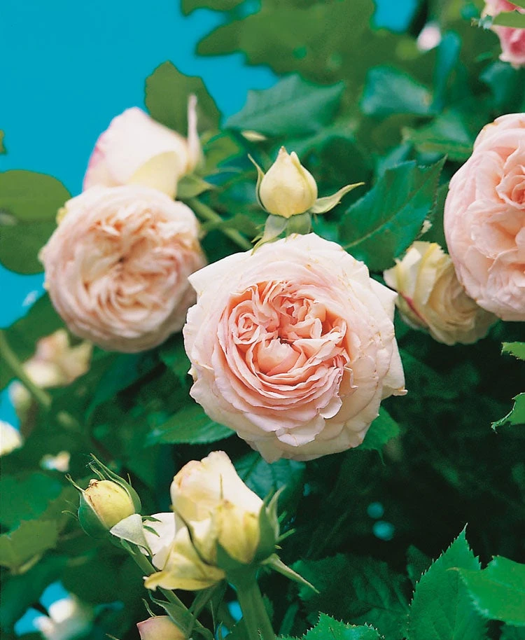 Grootbloemige Roos (Rosa 'Eden Rose') 3 Grootbloemige Roos (Rosa 'Eden Rose')