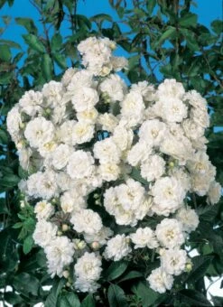 Klimroos (Rosa 'Guirlande D'Amour')