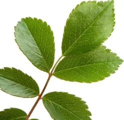 Klimroos (Rosa 'Guirlande D'Amour') -Talen Tools Winkel 8717665419819 2