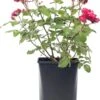 Struikroos (Rosa Rugosa 'Zwerg') D 19 H 10 Cm -Talen Tools Winkel 8717665423960