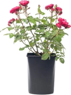 Struikroos (Rosa Rugosa 'Zwerg') D 19 H 10 Cm