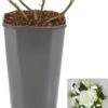 Grootbloemige Roos (Rosa 'Annapurna') D 23 H 25 Cm -Talen Tools Winkel 8717665423991