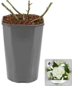 Grootbloemige Roos (Rosa 'Annapurna') D 23 H 25 Cm