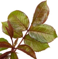 Grootbloemige Roos (Rosa 'Annapurna') D 23 H 25 Cm -Talen Tools Winkel 8717665423991 2