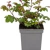 Trosroos (Rosa 'Eeuwige Passie') D 23 H 25 Cm