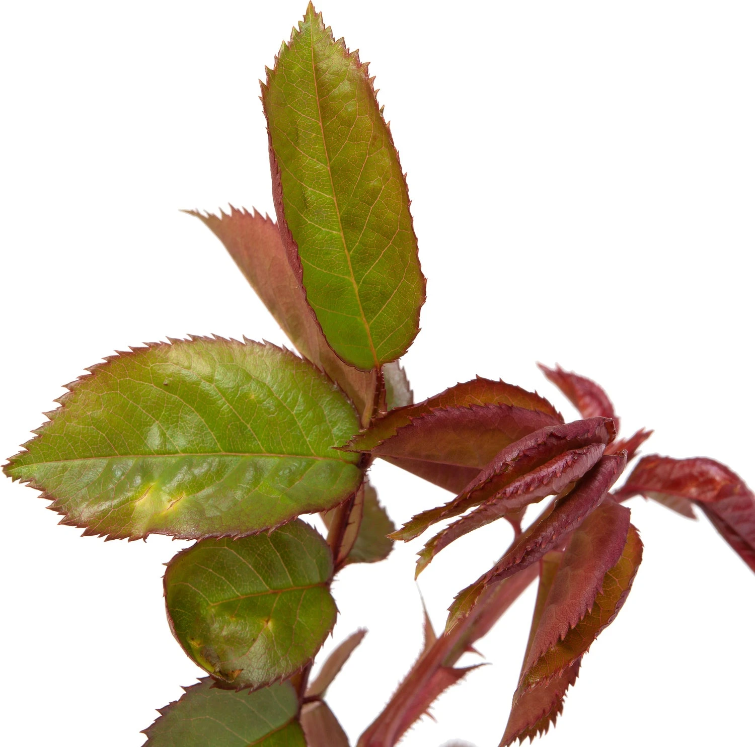 Trosroos (Rosa 'Eeuwige Passie') D 23 H 25 Cm 4 Trosroos (Rosa 'Eeuwige Passie') D 23 H 25 Cm - Afbeelding 2