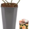 Grootbloemige Roos (Rosa 'Hansestadt Rostock') D 23 H 25 Cm