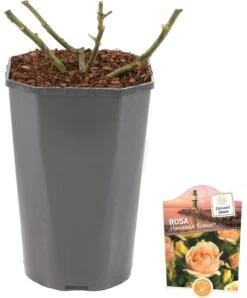 Grootbloemige Roos (Rosa 'Hansestadt Rostock') D 23 H 25 Cm