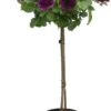 Stamroos (Rosa 'Minerva') D 24 H 75 Cm -Talen Tools Winkel 8717665424035